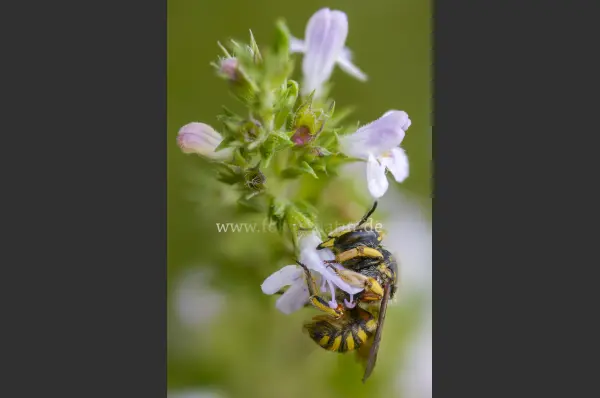 Fokus-Natur Bild