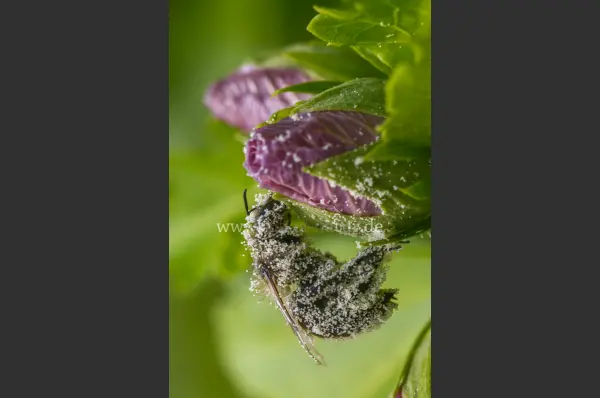 Fokus-Natur Bild