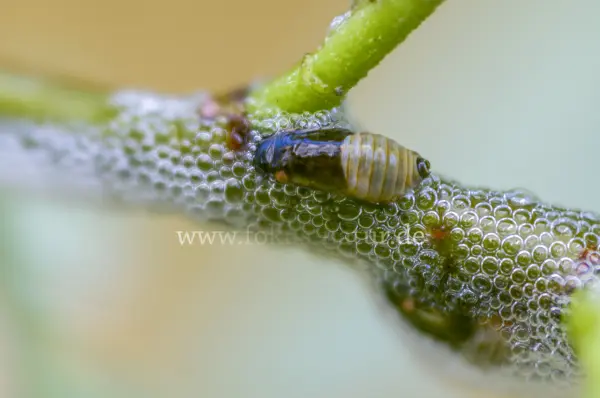 Fokus-Natur Bild