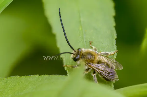 Fokus-Natur Bild