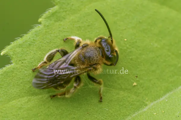 Fokus-Natur Bild