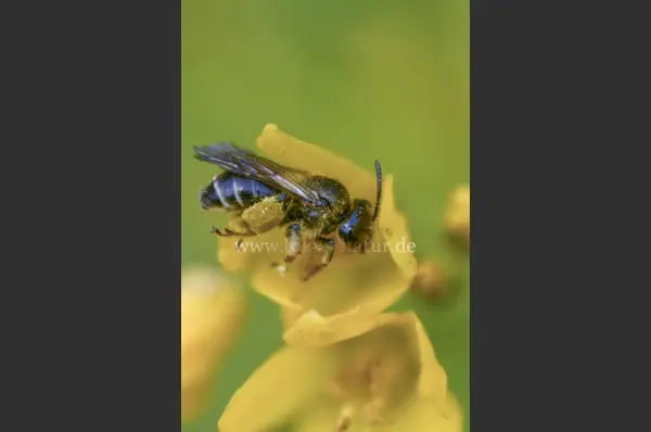 Fokus-Natur Bild