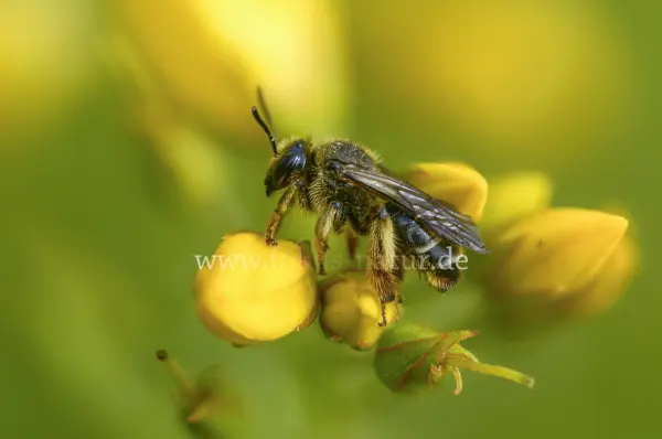 Fokus-Natur Bild