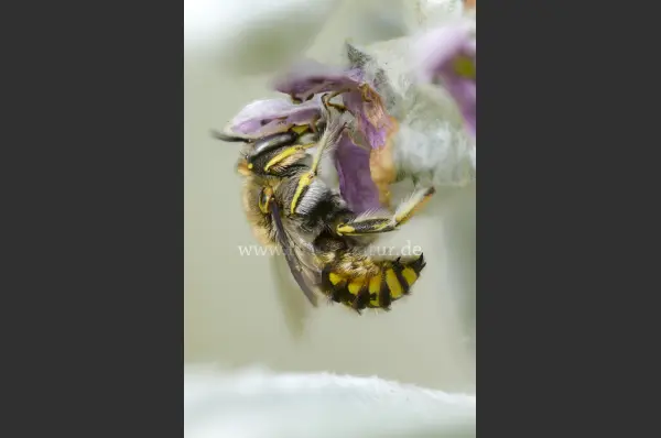 Fokus-Natur Bild