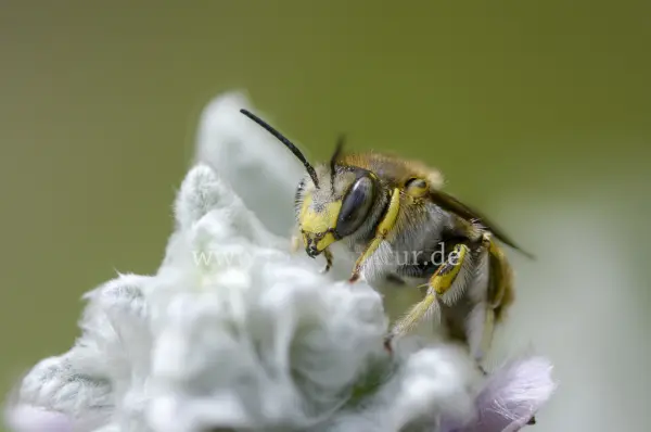 Fokus-Natur Bild