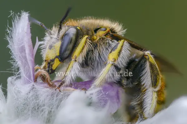 Fokus-Natur Bild