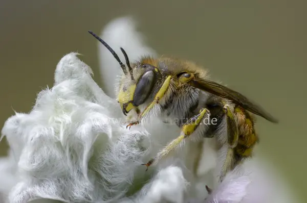 Fokus-Natur Bild
