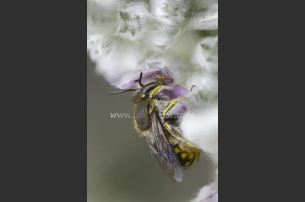 Fokus-Natur Bild