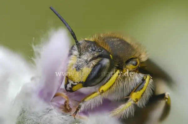 Fokus-Natur Bild