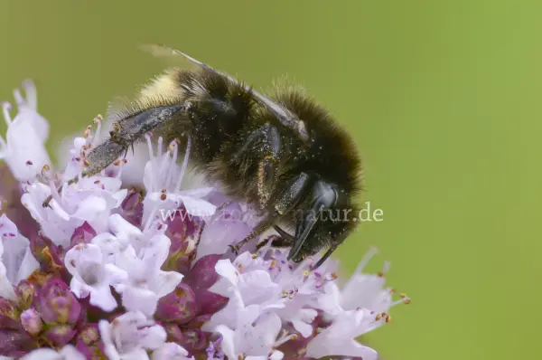 Fokus-Natur Bild