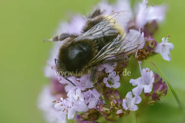 Fokus-Natur Bild