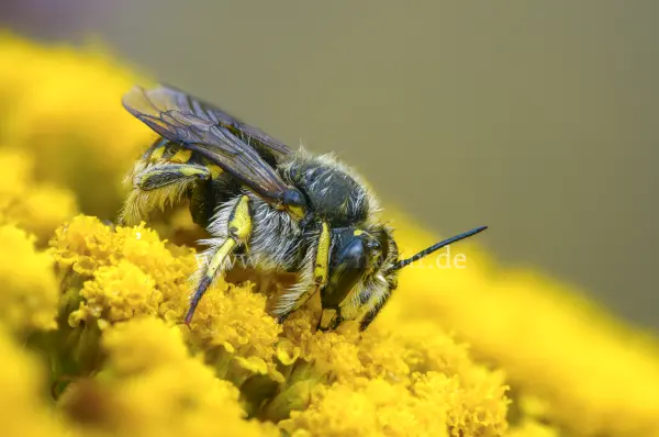 Fokus-Natur Bild