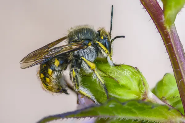 Fokus-Natur Bild