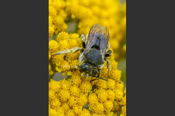 Fokus-Natur Bild