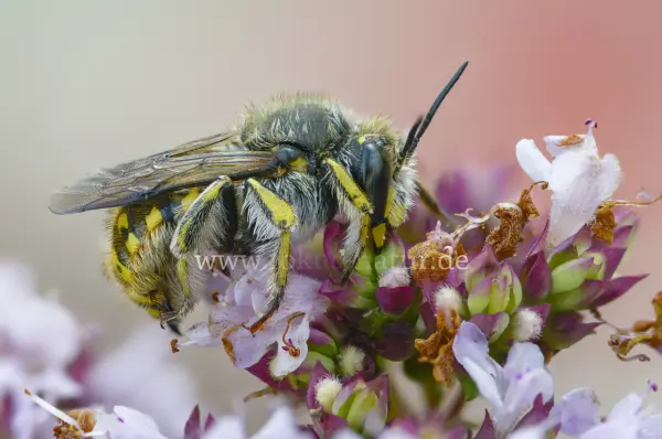 Fokus-Natur Bild