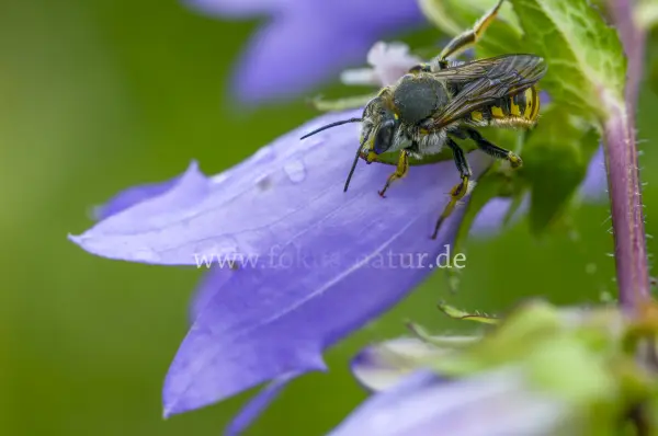 Fokus-Natur Bild