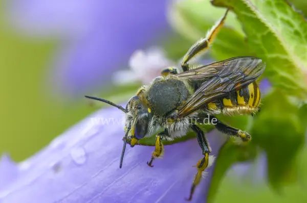 Fokus-Natur Bild