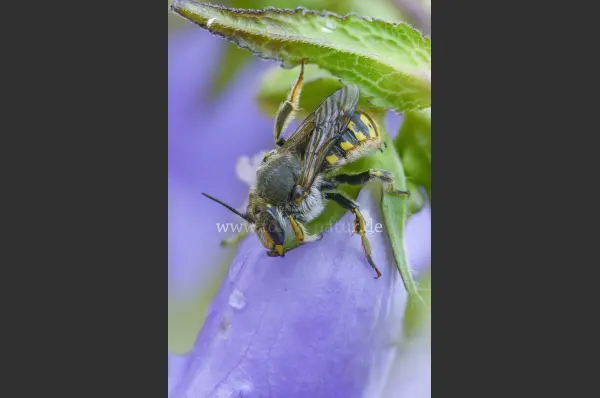 Fokus-Natur Bild