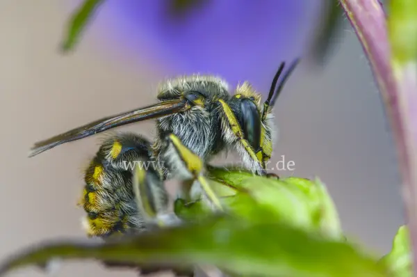 Fokus-Natur Bild