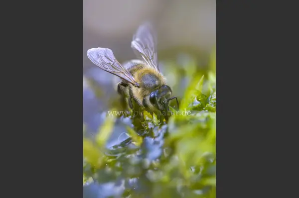 Fokus-Natur Bild