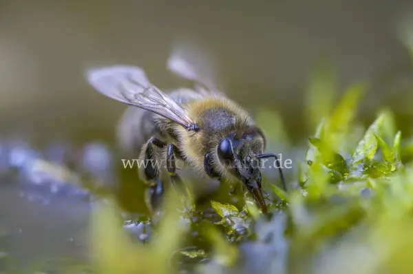 Fokus-Natur Bild