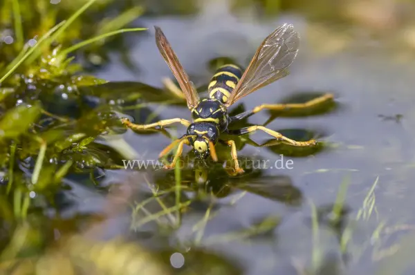 Fokus-Natur Bild