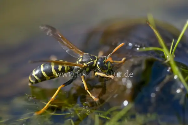 Fokus-Natur Bild