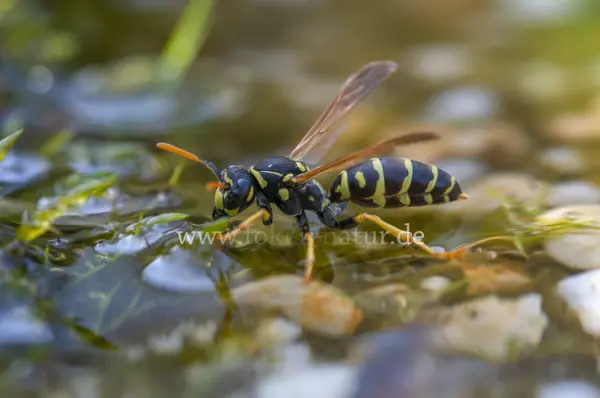 Fokus-Natur Bild