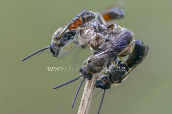 Fokus-Natur Bild