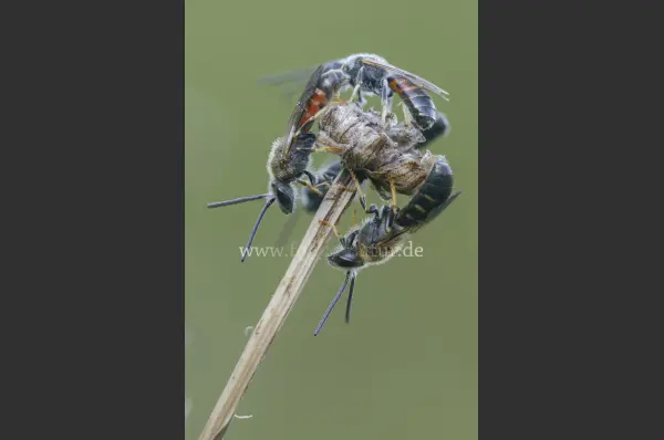 Fokus-Natur Bild