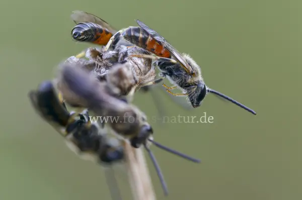 Fokus-Natur Bild