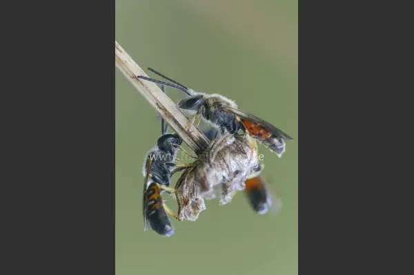 Fokus-Natur Bild