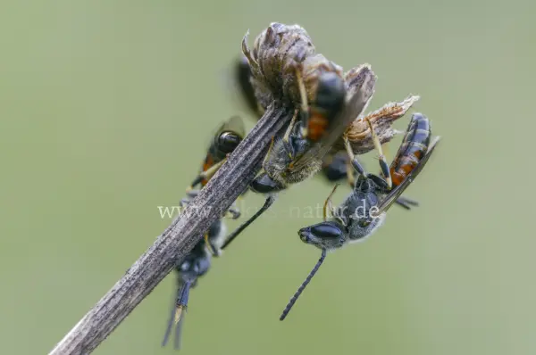 Fokus-Natur Bild