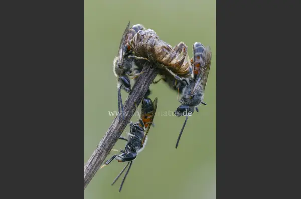 Fokus-Natur Bild