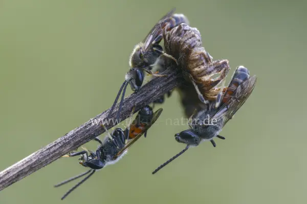 Fokus-Natur Bild