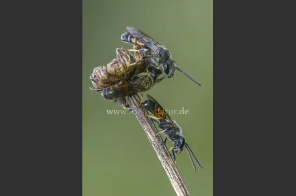 Fokus-Natur Bild