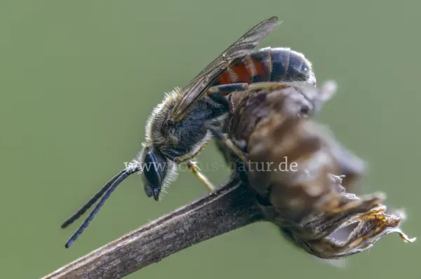 Fokus-Natur Bild