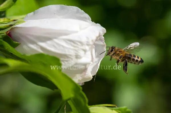 Fokus-Natur Bild