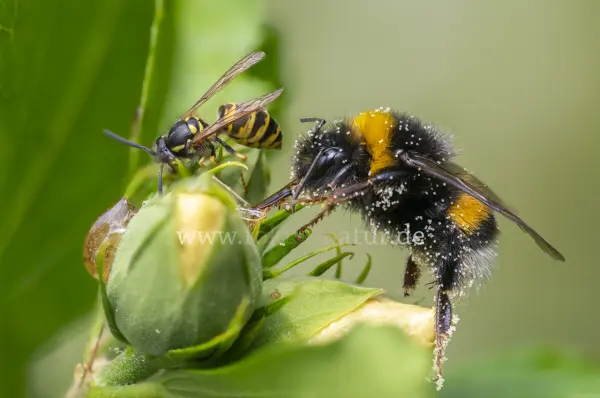 Fokus-Natur Bild