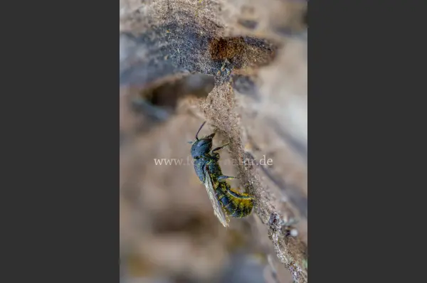 Fokus-Natur Bild