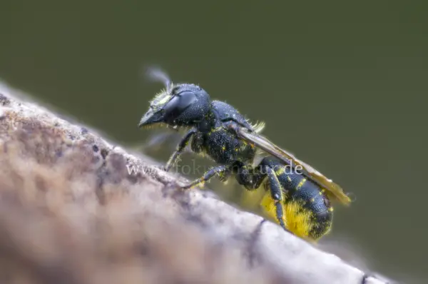 Fokus-Natur Bild