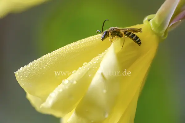Fokus-Natur Bild