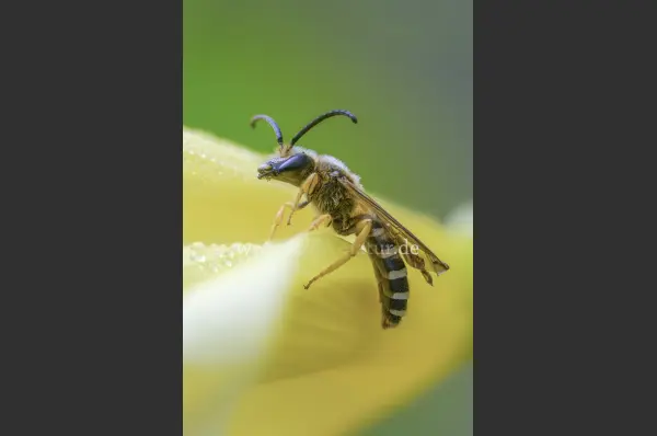 Fokus-Natur Bild