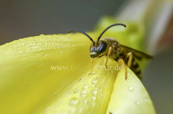 Fokus-Natur Bild