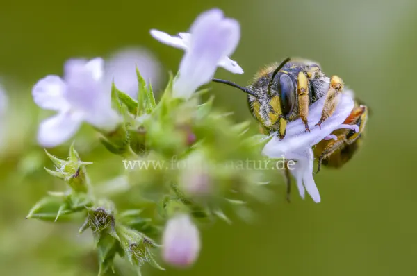 Fokus-Natur Bild