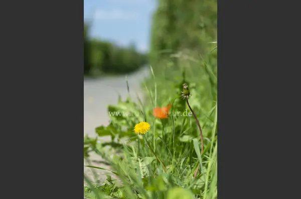 Fokus-Natur Bild