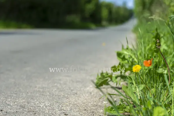 Fokus-Natur Bild