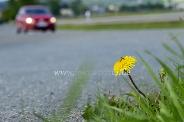 Fokus-Natur Bild