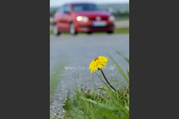 Fokus-Natur Bild