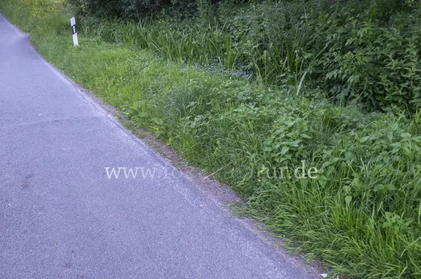 Fokus-Natur Bild